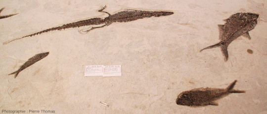 Alligator sp. et poissons, Diphomystus et Knightia, sur une dalle calcaire de la Green River Formation
