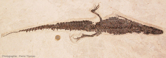 Vue d'ensemble l'Alligator sp. de la figure 18