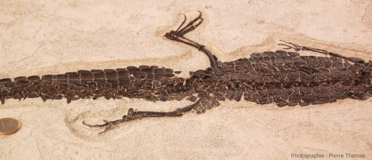 Vue de détail de l'Alligator sp. de la figure 18