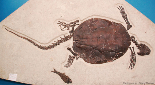 Vue d'ensemble d'un Chelydridae sp., tortue à longue queue, fossile de la Green River Formation, Wyoming (États-Unis d’Amérique)