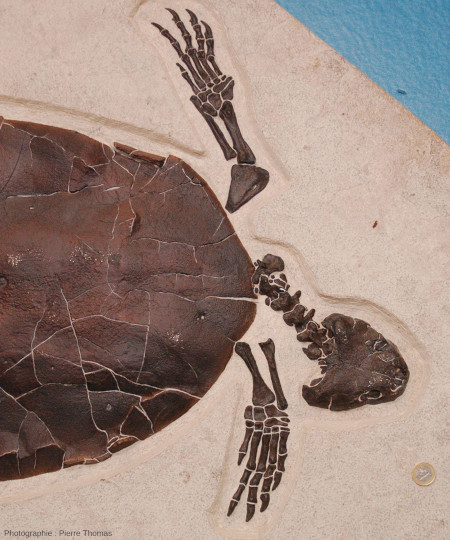 Détail d'un Chelydridae sp., tortue à longue queue de la figure 21