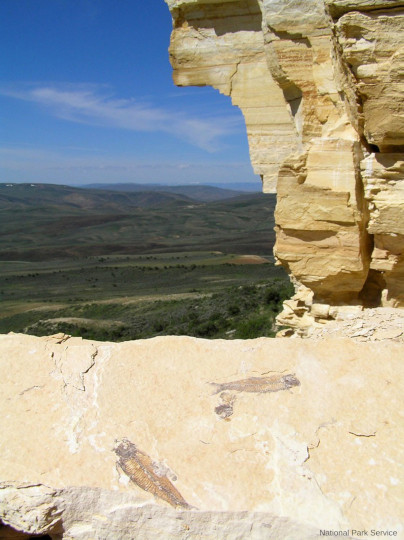 Vue sur la « couche laminée à poissons », zone fossilifère la plus productive de la Green River Formation, Wyoming (États-Unis d'Amérique)
