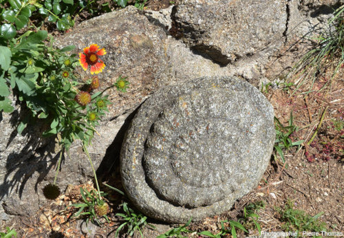 Une ammonite en granite, dans un jardin d'un hameau de Haute-Loire (Chalencon, commune de Saint-André-de-Chalencon)
