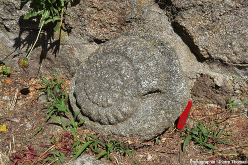 Vue rapprochée sur une ammonite en granite, exposée dans un jardin d'un hameau de Haute-Loire