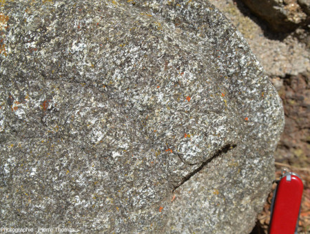 Détail d'une ammonite en granite, exposée dans un jardin d'un hameau de Haute-Loire