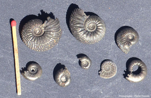 Huit ammonites pyriteuses échantillonnées dans le Jurassique supérieur (Callovo-Oxfordien, −166 à −157 Ma) du Boulonnais (Pas-de-Calais)