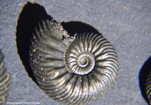 Détail d'une ammonite pyriteuse dont la coquille est très ornementée avec des crêtes et des sillons bien marqués