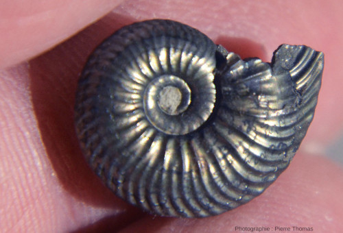 Détail d'une autre ammonite pyriteuse dont la coquille est très ornementée avec des crêtes et des sillons bien marqués