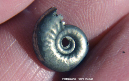 Ammonite pyriteuse à coquille bien lisse, sans doute un moule interne