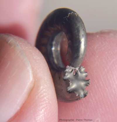 Une ammonite pyriteuse, vue en 3D de la géométrie d'une cloison