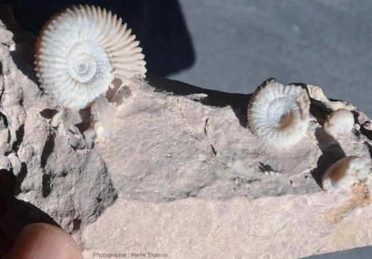 Ammonites en calcédoine bleutée sur un petit bloc de calcaire bajocien des Monts-d'Or lyonnais (Rhône) trouvé dans les années 1975, attaqué à l'acide dilué