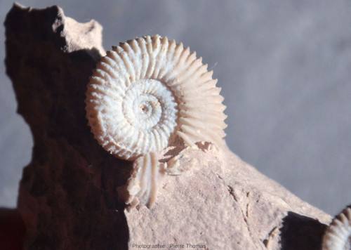 Ammonite en calcédoine bleutée du Bajocien des Mont-d'Or lyonnais (Ciret)