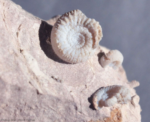 Petites ammonites en calcédoine bleutée du Bajocien des Mont-d'Or lyonnais (Ciret)