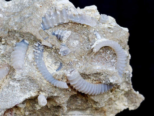 Autre échantillon du Ciret (Bajocien des Mont-d'Or lyonnais) contenant une autre espèce d'ammonite (Spiroceras orbignyi)