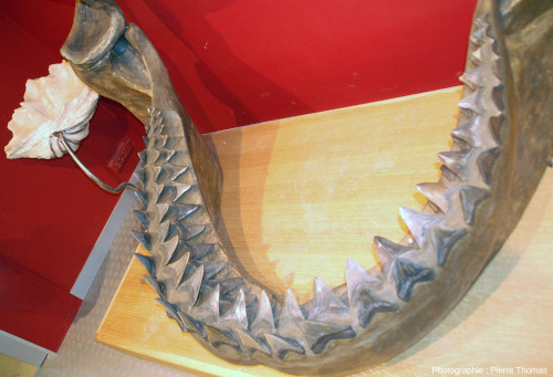 Mâchoire inférieure d'un mégalodon (Otodus megalodon)