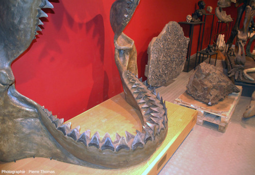 Vue partielle, de côté, d'une reconstitution composite de la mâchoire d'un mégalodon