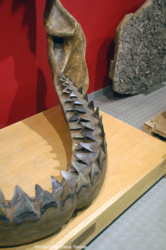 Vue partielle de la mâchoire inférieure de mégalodon et de ses dents disposées sur trois rangées
