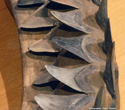 Détail de la mâchoire inférieure de mégalodon et de ses dents disposées sur trois rangées