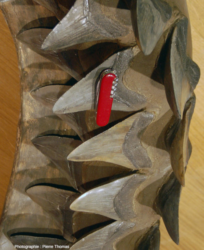 Détail de la mâchoire inférieure de mégalodon et de ses dents disposées sur trois rangées