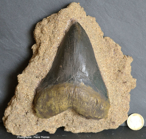 Dent isolée (originale) d'un mégalodon (Otodus megalodon) de Caroline du Sud