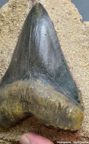 Vue rapprochée de la dent de mégalodon montrant les dentelures du tranchant