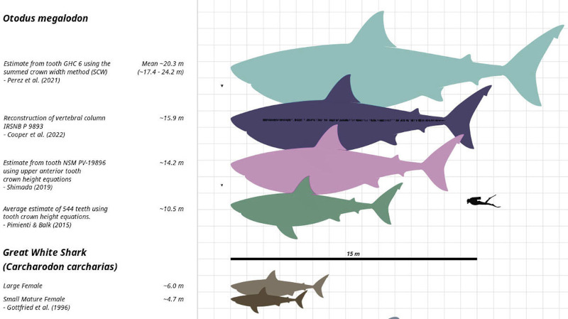 Comparaison de la taille de diverses reconstitutions du mégalodon (Otodus megalodon), du grand requin blanc (Carcharodon carcharias), le plus grand requin prédateur actuel, et d'un humain