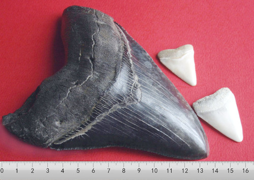 Comparaison de la taille d'une dent de mégalodon (à gauche) et deux dents d'un grand requin blanc, le plus grand requin prédateur actuel