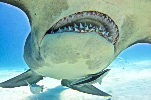Mâchoire d'un requin marteau (Sphyrna mokarran) montrant les multiples rangées de dents