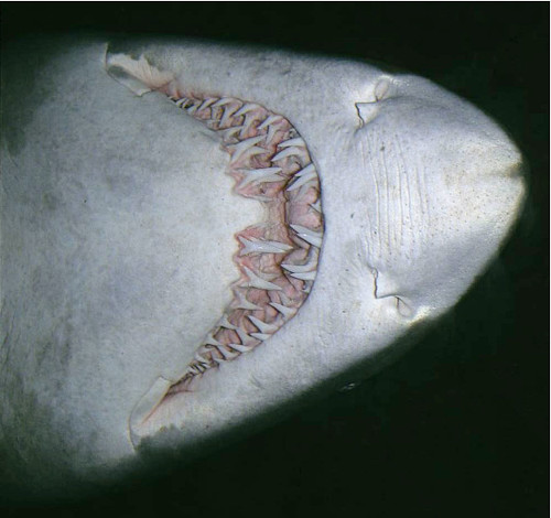 Mâchoire d'un requin taureau (Carcharias taurus) montrant les multiples rangées de dents, dents d'une autre morphologie que celle du requin marteau