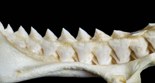 Mâchoire supérieure d'un requin squalelet féroce (Isistius brasiliensis)
