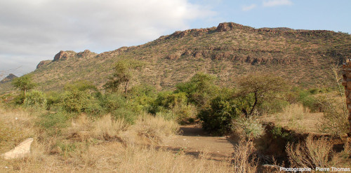 Paysage typique de la région de Jagdlust, partie orientale du massif du Bushveld, Afrique du Sud