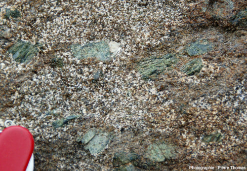 Détail d'un niveau de pyroxénite contenant, en plus des orthopyroxènes dominants, une proportion non négligeable de feldspaths plagioclases et aussi des grands clinopyroxènes verts (riches en chrome), Bushveld (Afrique du Sud)