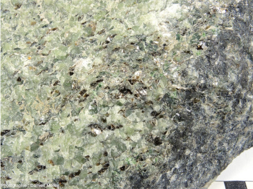 Zoom sur la partie inférieure de l'image précédente où l'on voit bien les cristaux de phlogopite (mica noir) dans la péridotite
