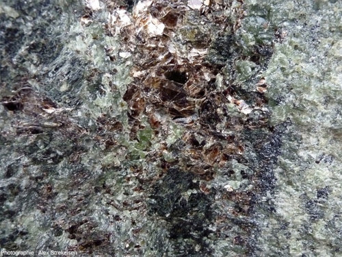 Zoom sur un échantillon de péridotite de Finero (Piémont, Italie) particulièrement riche en gros phlogopites (micas noirs)