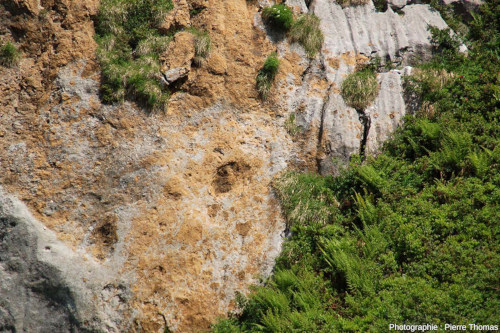 Vue partielle sur une passée bréchique rousse-orangée au sein des carbonates, ravin de Paumères (Ariège)
