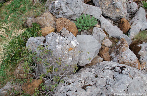 Blocs dans un éboulis dont un, au centre gauche, formé d'une brèche constituée d'une majorité de clastes calcaires (dont certains relativement arrondis) et de quelques rares clastes de péridotite très altérés, ravin de Paumères (Ariège)