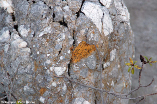 Détail d'un bloc formé d'une brèche constituée d'une majorité de clastes calcaires (dont certains relativement arrondis) et de quelques rares clastes de péridotite très altérés, ravin de Paumères (Ariège)