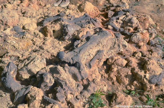Couche calcaro-conglomératique burdigalienne (−20,5 à −16 Ma, Miocène) très riche en os de mammifères mélangés à ce qui semble être des galets arrondis de taille pluri-centimétrique à décimétrique pris dans une matrice argilo-calcaire, gisement de Béon, Montréal du Gers (Gers)