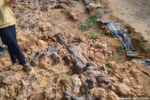 Autre vue du même secteur du bone bed du gite fossilifère de Béon (Gers)