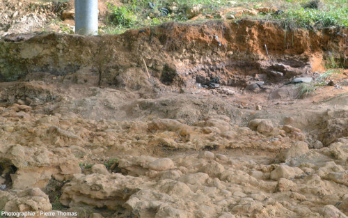 Mini-coupe stratigraphique du site fossilifère de Béon (Gers)