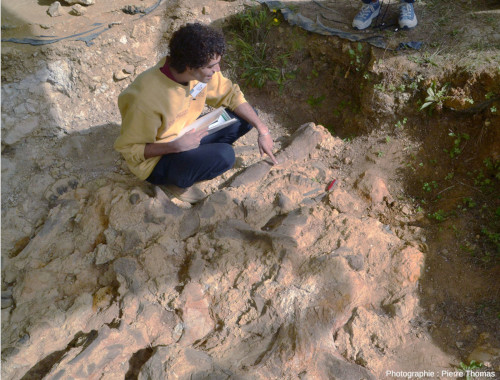 Affleurement avec un fragment de mâchoire de rhinocérotidé portant de nombreuses dents, site de Béon (Gers)
