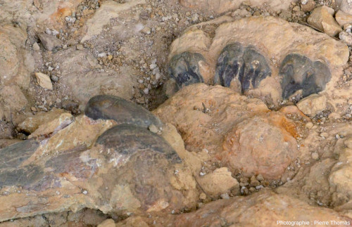 Trois dents de déinothère situées juste à coté d'un os ressemblant à un fémur de rhinocérotidé, site de Béon (Gers)