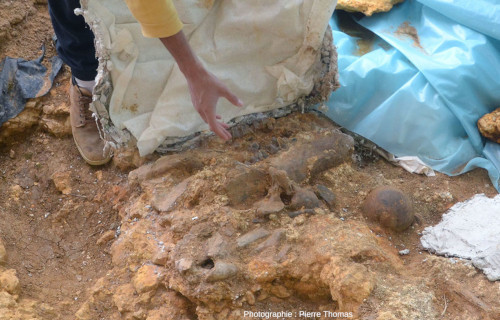 Site avec une mâchoire inférieure de déinothère, gisement fossilifère de Béon (Gers)