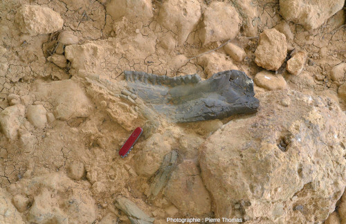 Demi-mâchoire inférieure de rhinocérotidé portant encore une belle rangée de dents, gisement fossilifère de Béon (Gers)