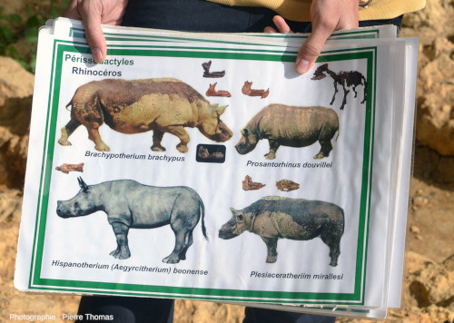 Exemple de planche illustrée (ici les rhinocérotidés) que montre le guide devant tel ou tel fossile identifiable du site de Béon (Gers)