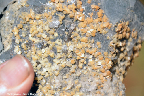 Zoom sur une fracture, vue de face, d'une septaria tapissée de cristaux (jaunes) de dolomie [CaMg(CO3)2], ainsi que de quelques rares cristaux de quartz et de sulfates