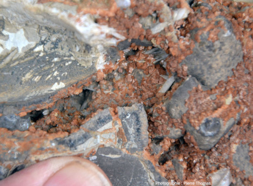 Zoom sur une septaria complexe dont les fissures sont tapissées, entre autres, de cristaux de sidérite (FeCO3) brun-orange foncé