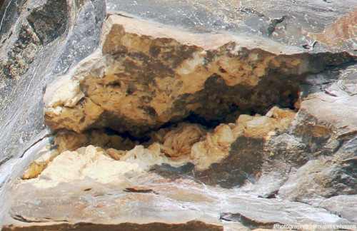 Zoom sur une cavité dans le Lias silicifié de la Plage de la Mine (Vendée)