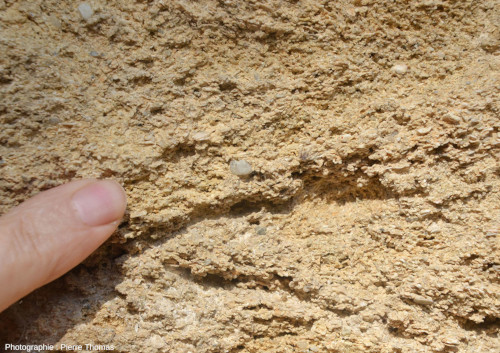 Vue rapprochée des faluns des Perrières (Maine-et-Loire), avec grains de quartz et débris de coquilles
