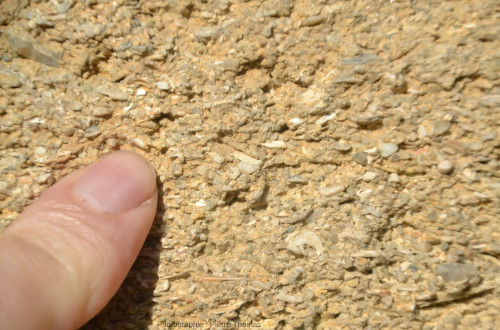 Vue rapprochée des faluns des Perrières (Maine-et-Loire), à débris de coquilles et grains divers